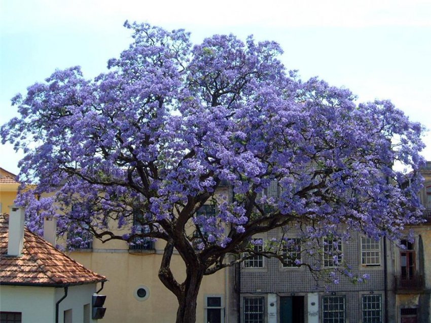 DECORATIUNI DE GRADINA